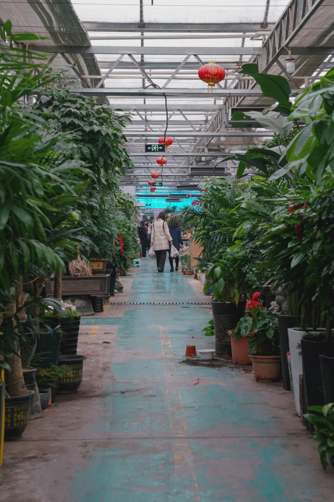 乌鲁木齐附近最便宜的花市,乌鲁木齐市花街在哪里