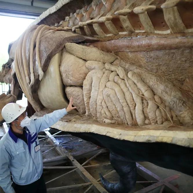 大连座头鲸标本,大连标本制作工厂