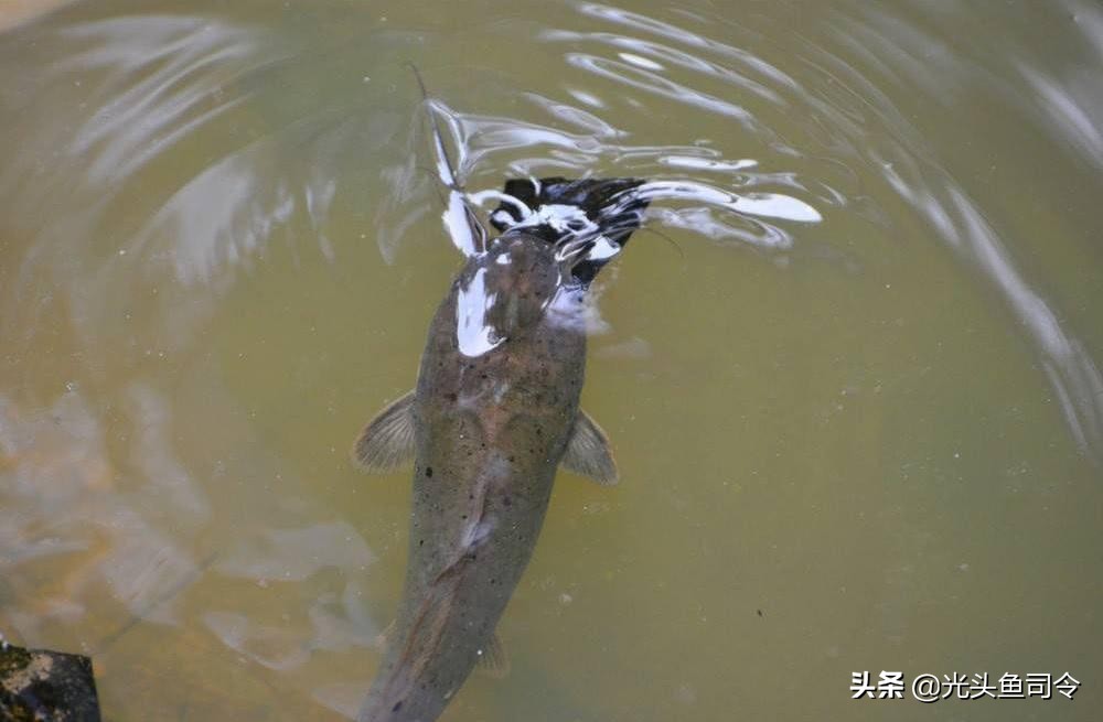 短短30年，从街边美食，到臭名昭著，埃及塘虱鱼经历了什么？