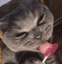 猫一天放了好几个臭屁,猫咪放的屁巨臭怎么回事