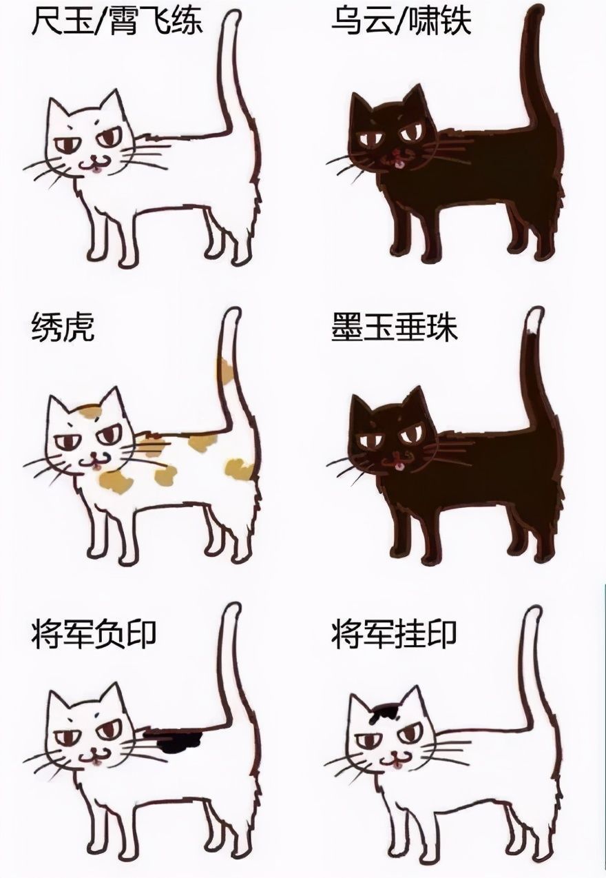 老祖宗选猫方法,在同一窝猫里挑性格最好的猫