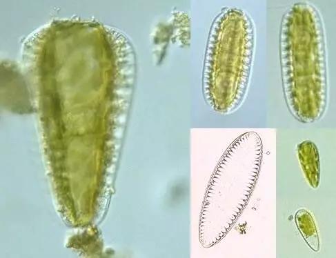 水产养殖业藻类的生命周期,水产养殖常见藻类植物