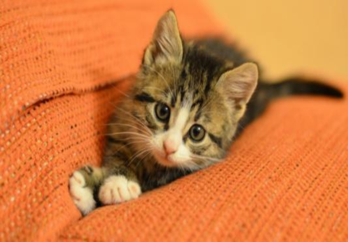 猫咪乱拉乱尿要去绝育吗,猫咪报复你的几个表现