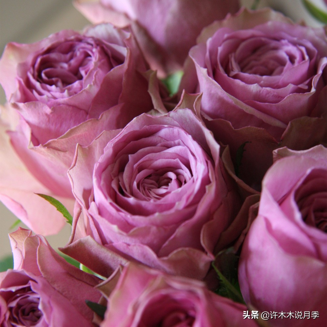 自己买玫瑰花种植,关于种植玫瑰花教程