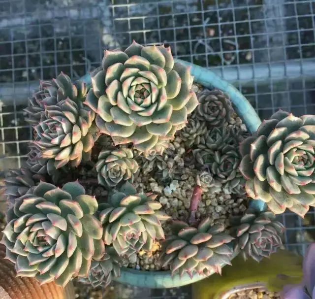 多肉早安图片大全,多肉大全100图