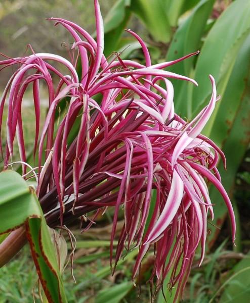 中国诗歌周刊第24集,中国诗歌第1266期完整版