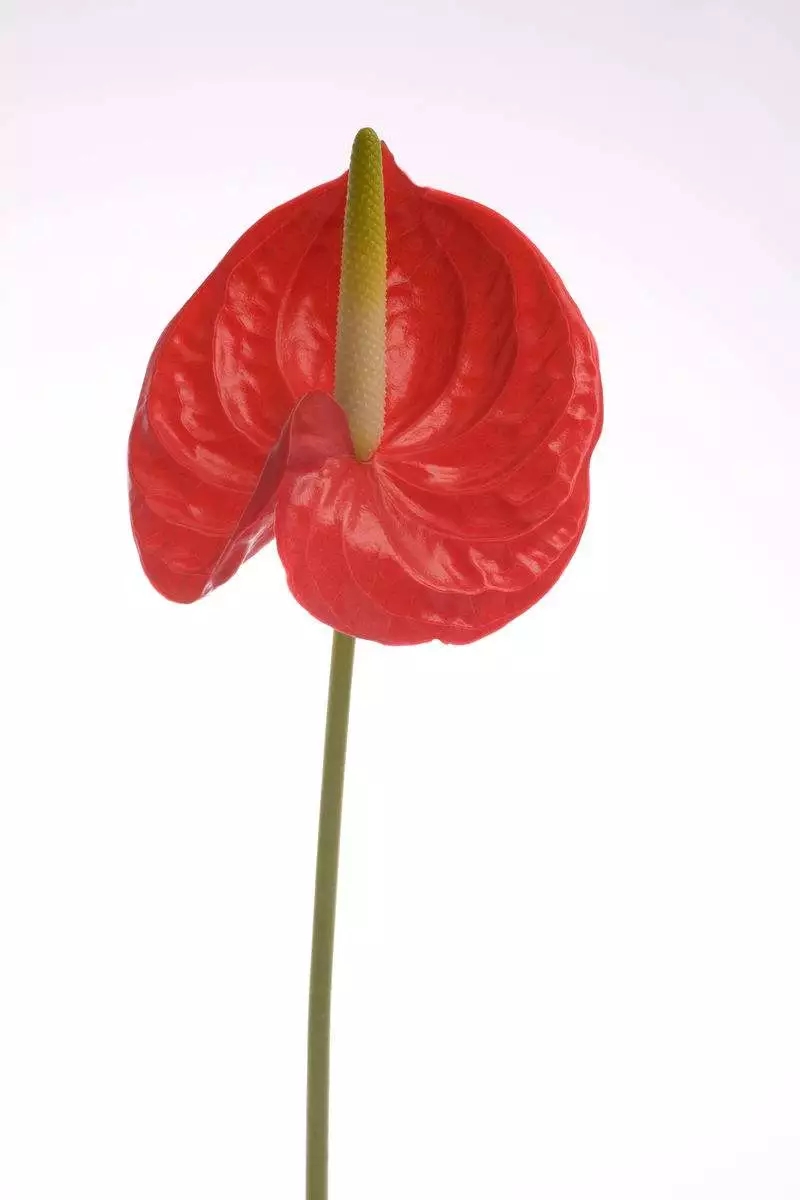 花语大全：各种鲜花的花语，不同颜色寓意也不一样啊