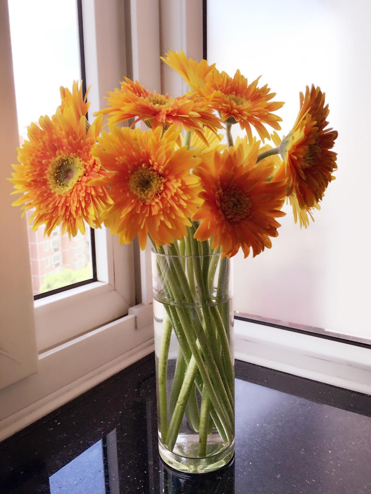 推荐又吸甲醛又好养的植物,哪些植物对猫咪无毒又能吸附甲醛