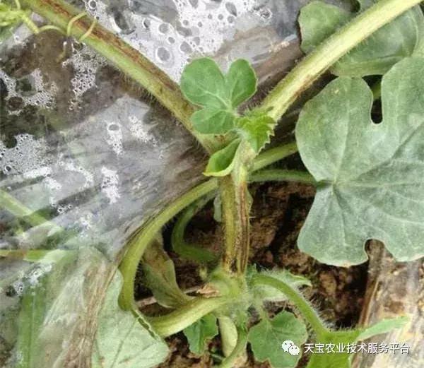 西瓜小叶病西瓜叶片卷曲原因,西瓜龙头皱缩什么原因