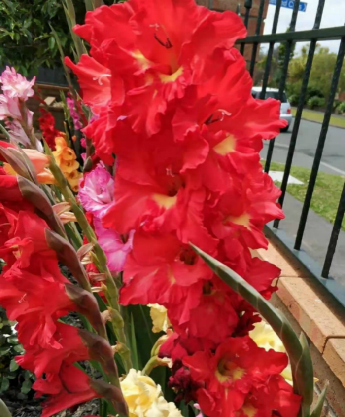 此花耐寒又耐热,此花号称红宝石