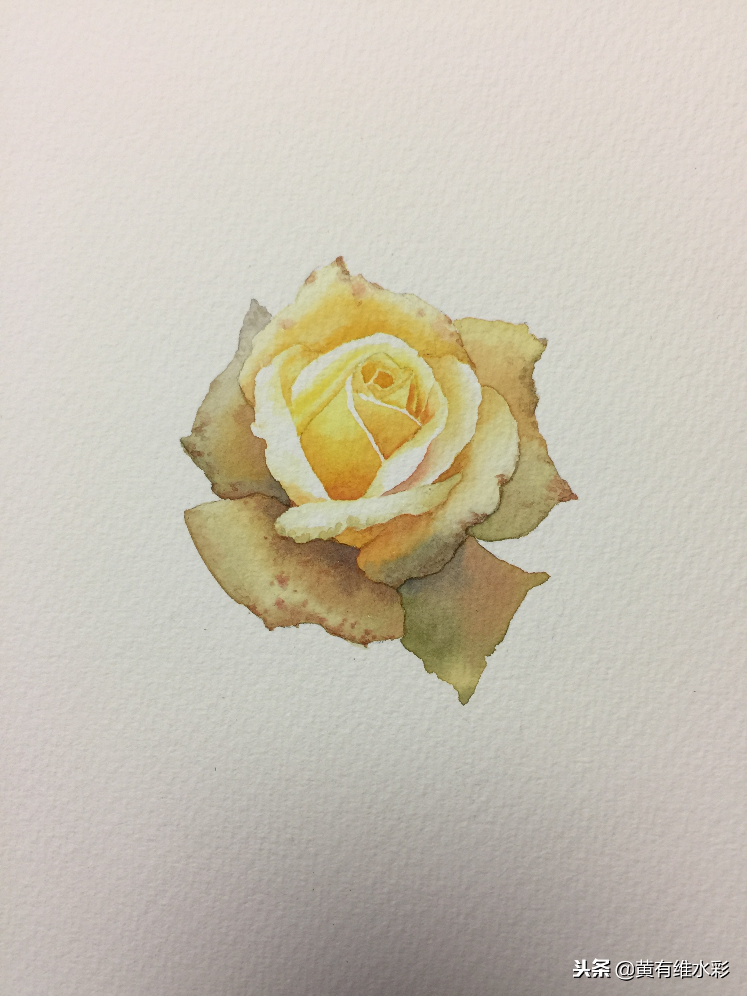 零基础入门水彩的基本画法,黄玫瑰水彩晕染
