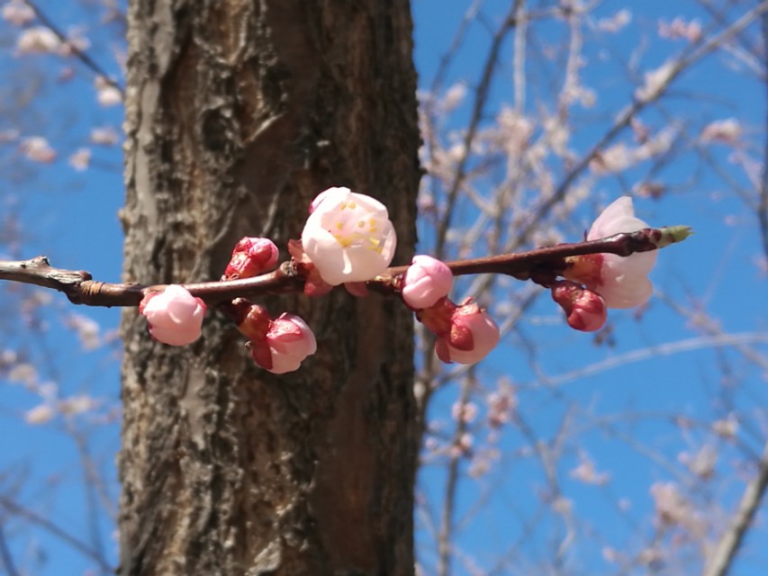美丽的杏花沟,美丽的杏花作文