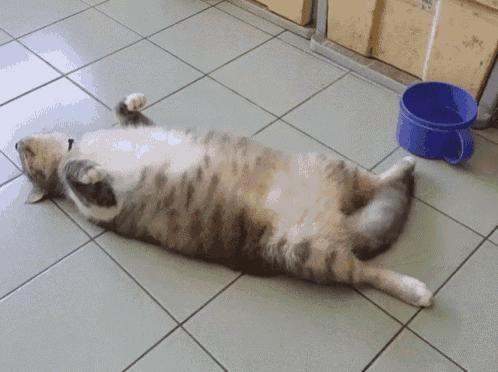 如何判断猫咪发烧,如何判断猫咪发了情