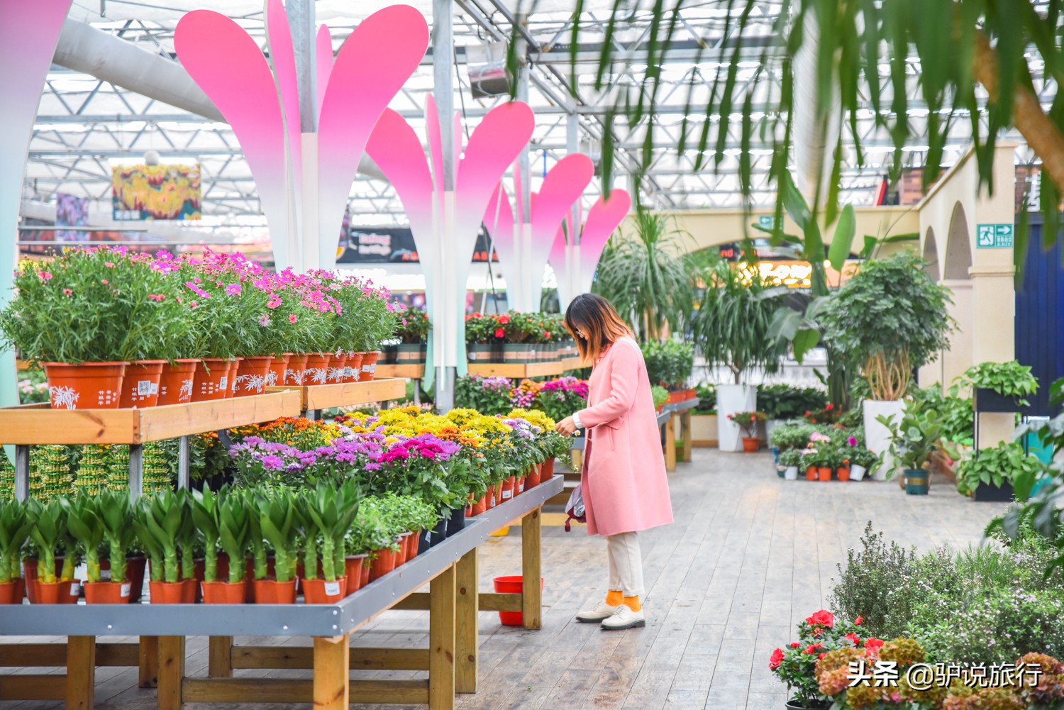 郁金香中国,中国郁金香第一花海