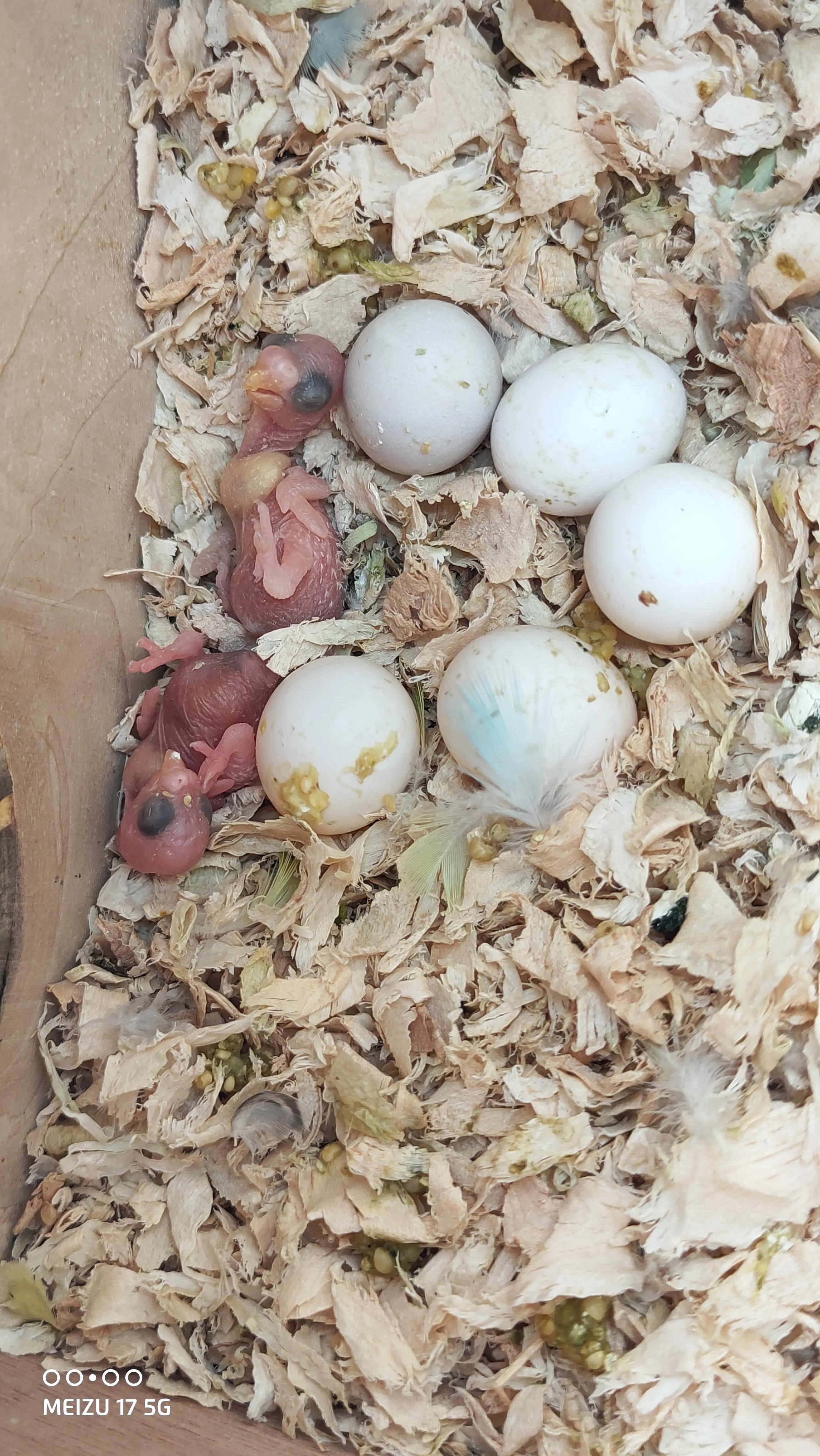 虎皮鹦鹉繁殖,育雏期虎皮鹦鹉喂养