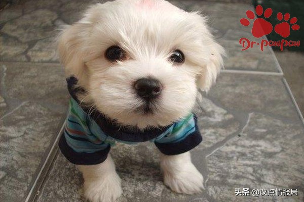 专业的泰迪犬训练方法,怎样训练泰迪犬的最好方法