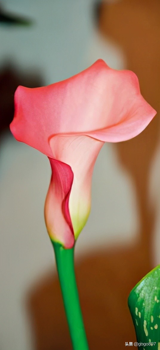 彩色马蹄莲视频,彩色马蹄莲烂叶