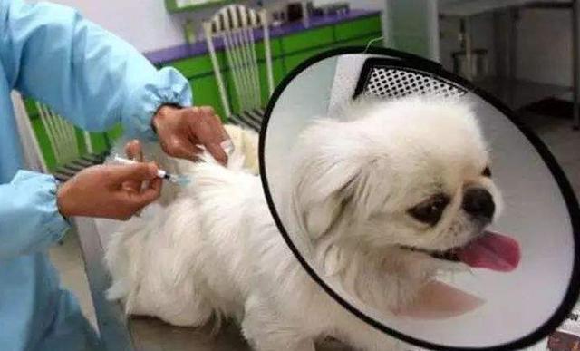 狗狗长到20斤如何停止不再长大,狗狗长到几个月就不长肩高