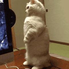 吸猫不得不知道的常识,沉迷吸猫的原因