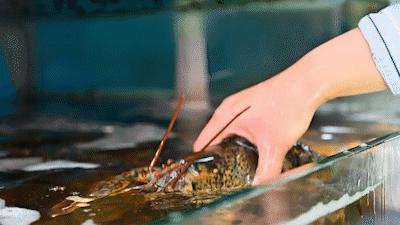 秦皇岛海浪花天桥海鲜批发市场,秦皇岛海浪花批发市场在哪