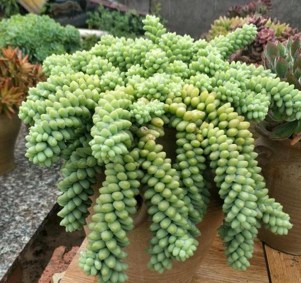 多肉玉缀盆景,多肉玉缀锦图片