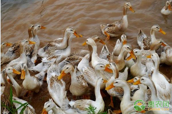养鸭注意事项及预防疾病,养鸭怎么防治疾病