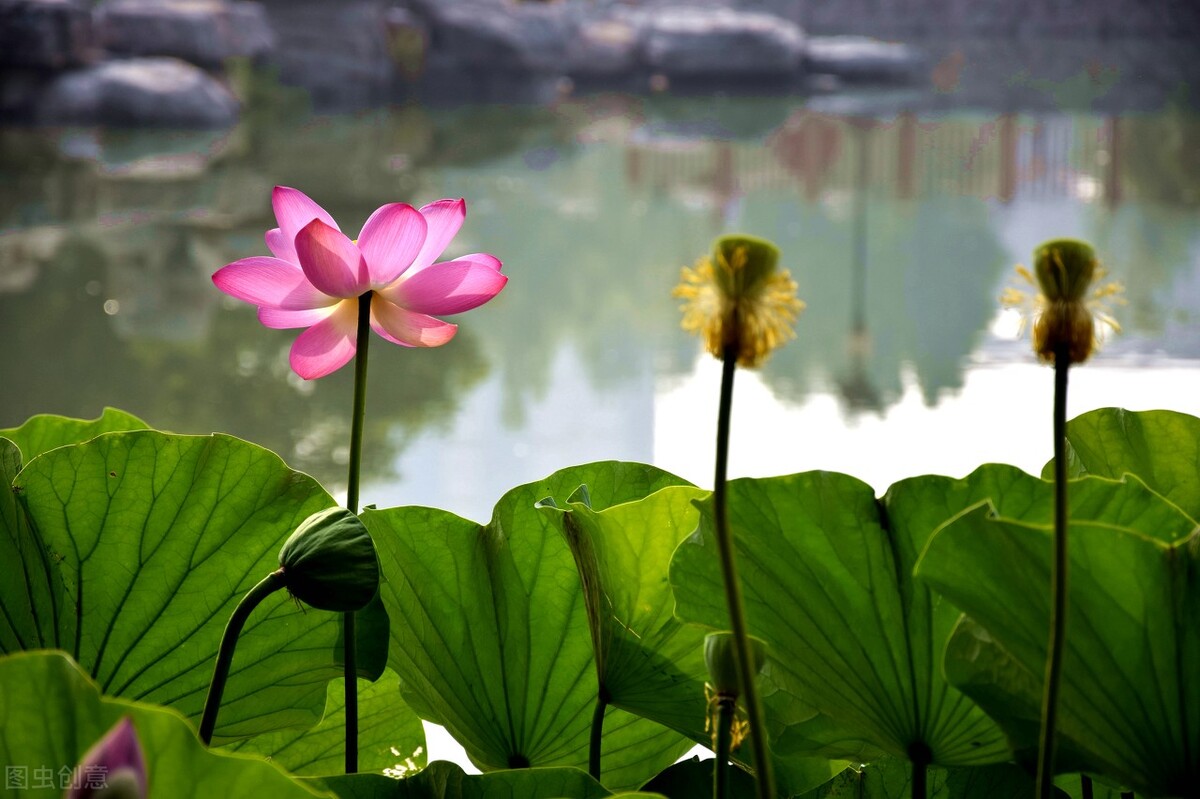 刘立夫教授讲金刚经,刘立夫朱熹