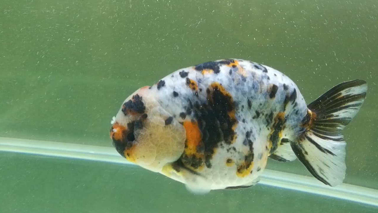 3条带病金鱼，让我稀里糊涂治好了，分享一下过程，现在状态很好