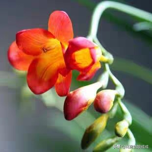 兰花好养易活,兰花比较好养