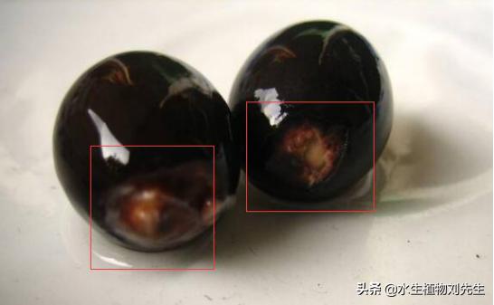 用莲子种的荷花第一年能结藕吗,用莲子盆栽荷花怎么种