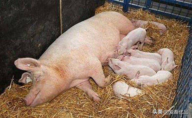 夏季母猪的饲养管理，学会了能省钱