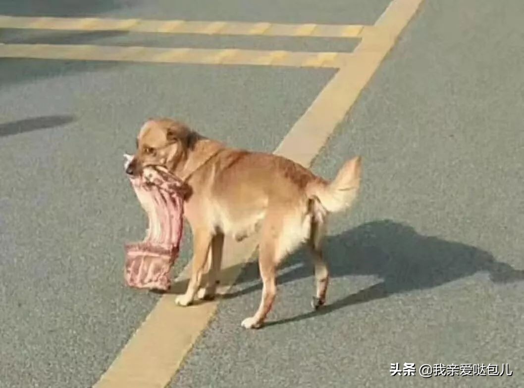 被全网通缉的狗,全网通缉的狗是谁