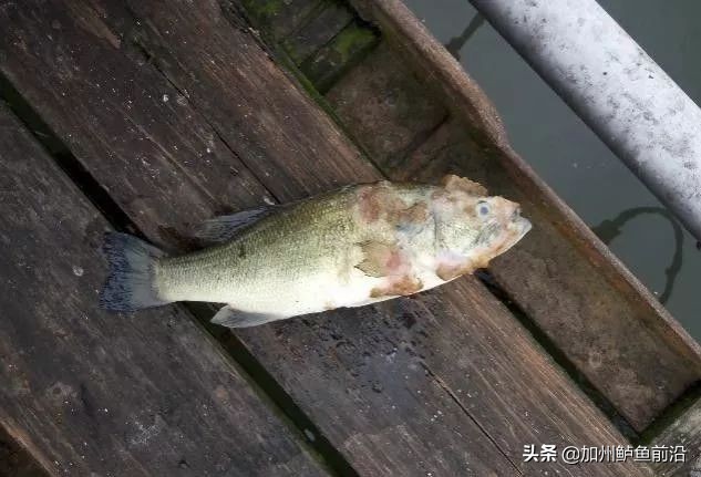 水霉病最快的彻底解决方案,水霉病的最佳防治方法