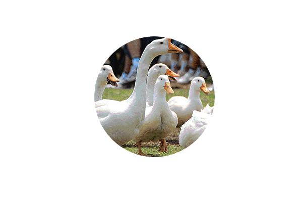 日本顶级农业农场,日本田园农场排行榜