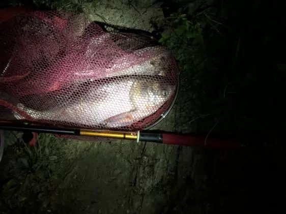 本汀金迦潘求败7米2,本汀金迦强攻潘评测