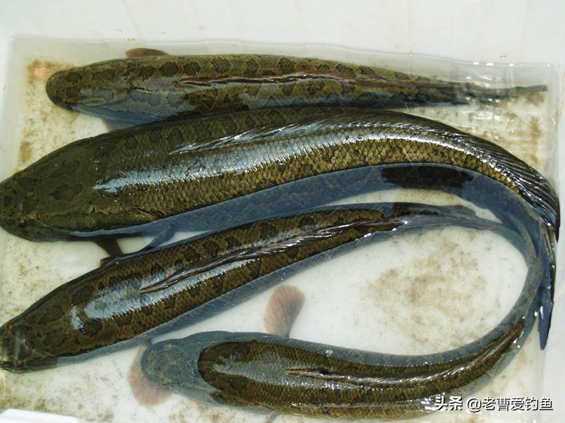 为什么泥鳅党不受欢迎,为什么泥鳅党屡禁不止