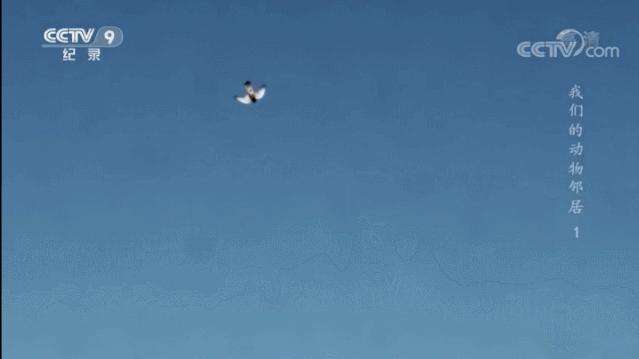 央视拍这种片怎么就没「流量」