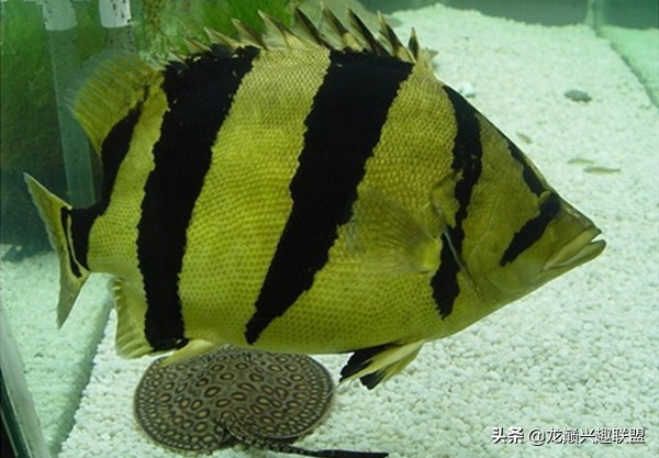 泰国虎鱼和中国虎鱼区别,三纹印尼虎鱼与泰虎鱼的区别