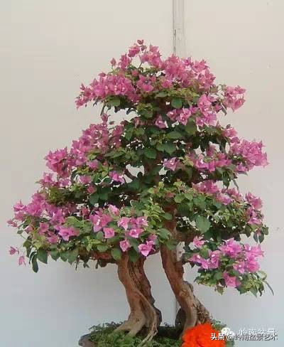 拍卖28万的盆景,藏家盆景