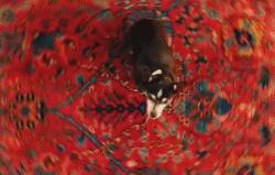 澳洲狗子吸毒,澳大利亚流浪狗