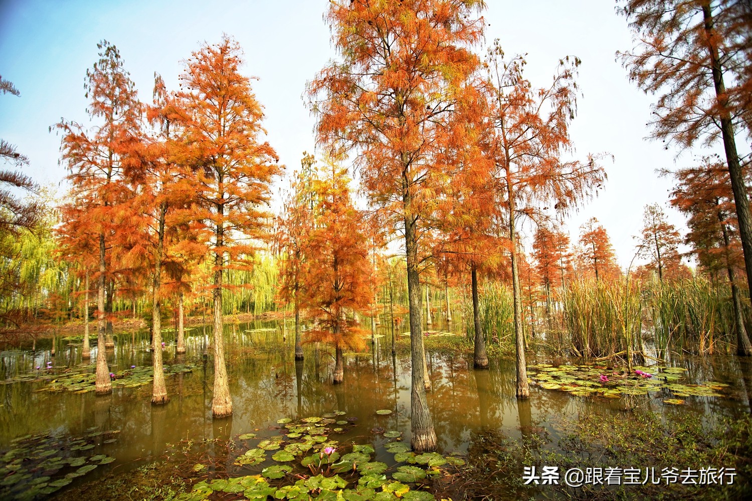 南京燕雀湖水杉林,南京秋天水杉林