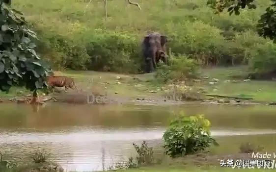 虎王拉贾孩子,虎王拉贾儿子怎么死的