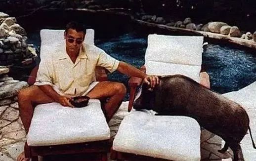 胡歌养的5只什么猫,胡歌的宠物猫