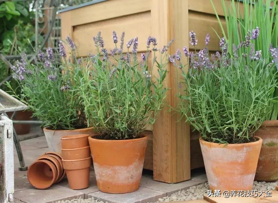 可以驱赶害虫的花卉,盆栽植物防治害虫