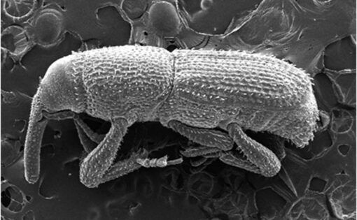 大米防止生虫密封用塑料袋可以吗,密封大米为什么还生虫蚂蚁庄园