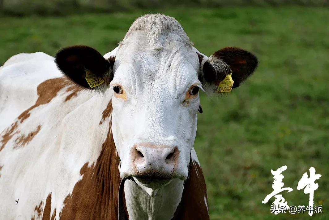 冻精获取途径,优质冻精是什么