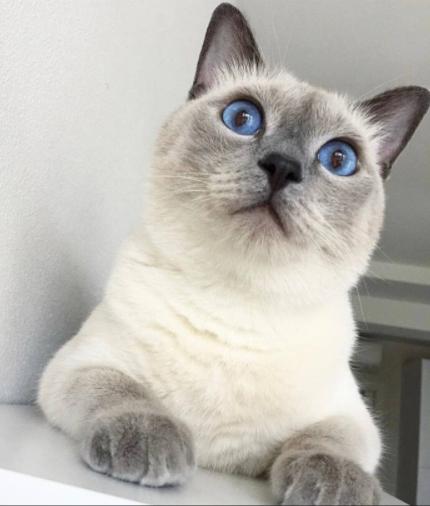 2021最火猫咪,2020年最火的猫咪