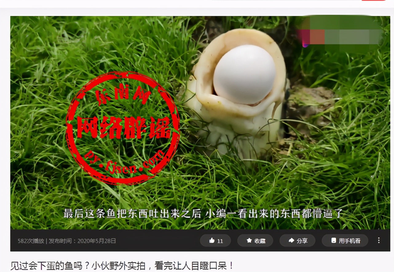 鱼吐蛋是怎么回事,鱼嘴里吐出很多鱼的是什么鱼