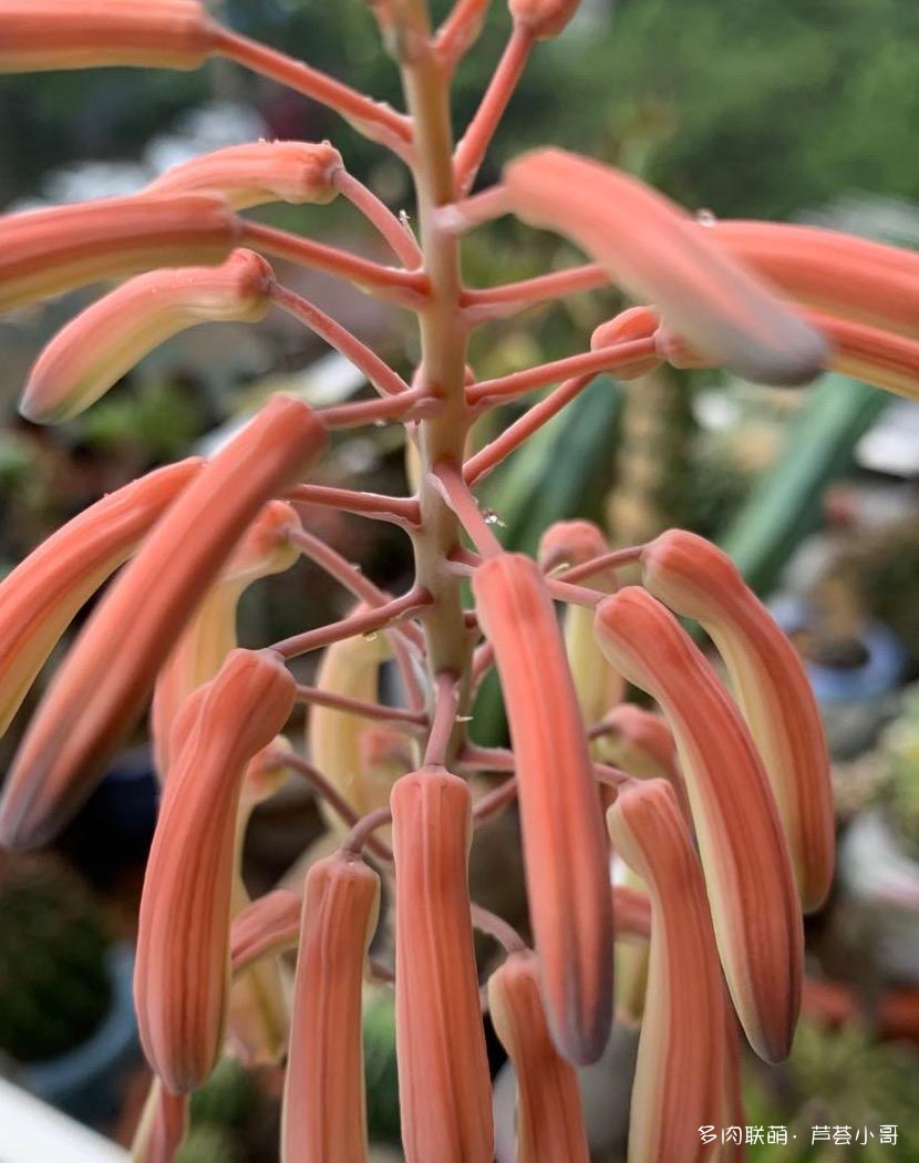 平时消炎的芦荟品种,生活中芦荟品种