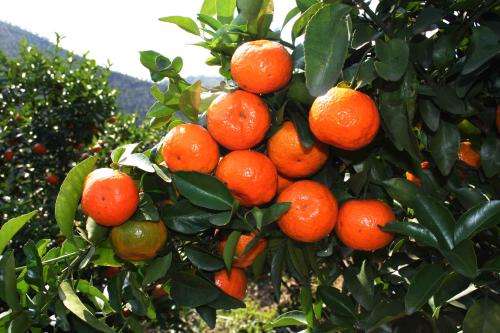 如何把柑橘打开销路,种柑橘增加收益的十条建议